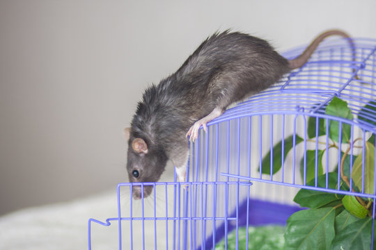 Decorative rats. Grey mouse crawls around the cage.