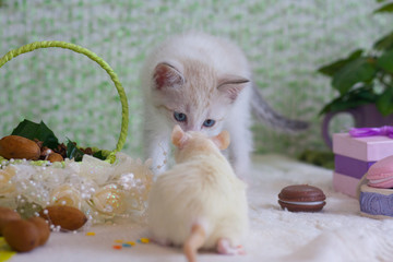 Friendship concept. The kitten sniffs the mouse.