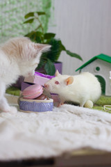 White rat sniffs food. The kitten looks at the mouse.