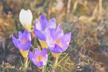 delicate purple crocus flowers