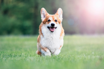 red dog welsh corgi pembroke for a walk in summer