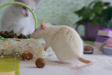 White decorative rat on the background of decorations.