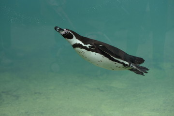 Fototapeta premium Manchot