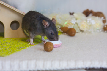 The rat eats nuts. Gray mouse gnaws food.