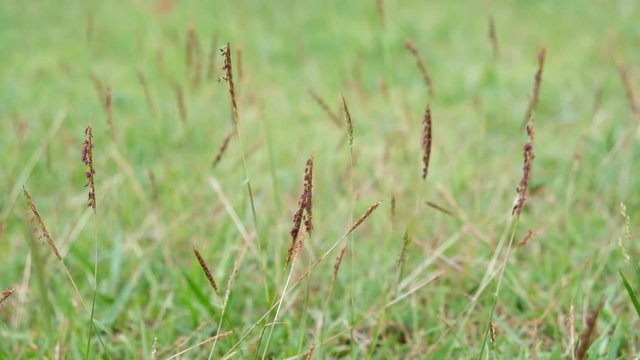 Brown Flower Nut grass (Yellow nutsedge, Coco grass, Cyperus rotundus Linn.) is swaying in the wind on a green background.