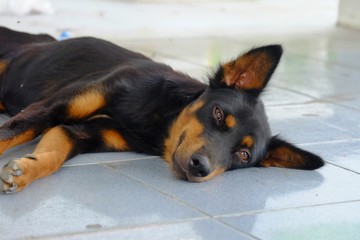 Black  brown dog sleeping on cement ground floor 