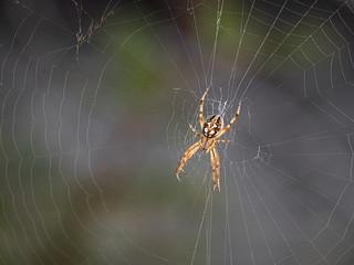 Spider waiting in its web.