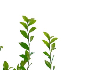 Young tropical plant leaves with branches on white isolated background for green foliage backdrop 