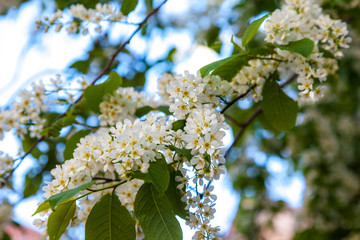 Russia. Saint-Petersburg. On the bird cherry blossomed beautiful lush white flowers, cherry blossom.