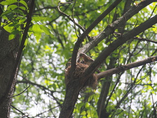Fototapeta premium The Blackbird flew to the nest and feeds the Chicks with worms.