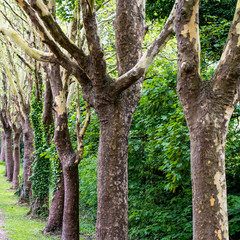 Row Of Trees In Leaf