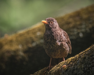 Amsel im Abendlicht