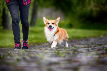 red dog welsh corgi pembroke for a walk in summer