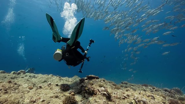 Underwater photographer takes pictures of large school of fish while scuba diving