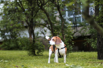 beagle walking in the part