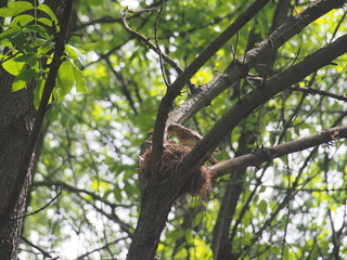 The Blackbird flew to the nest and feeds the Chicks with worms.