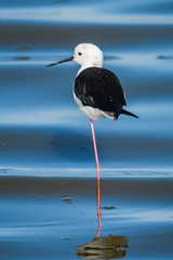 Black Winged Stilt Bird on safari in the Serengeti