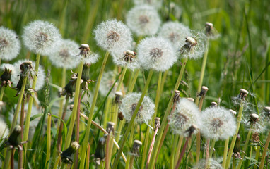 sugar stealers, dandelion seed heads in a summer meadow