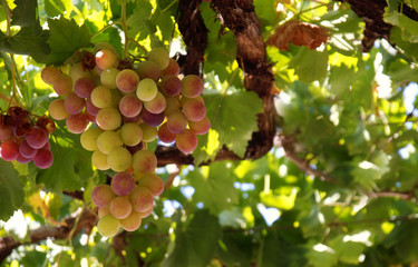 ripe white grapes in green leaves