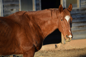 Retired Thoroughbred Race Horse on Farm near a Barn