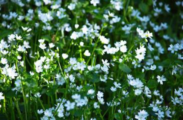 Obraz na płótnie Canvas reaching for the sunlight, small white flowers dark green leaves