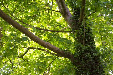 sunlight through the leaves of a tree canopy