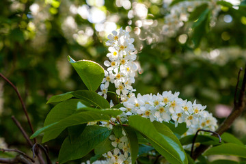 Fototapeta premium Russia. Saint-Petersburg. On the bird cherry blossomed beautiful lush white flowers, cherry blossom.
