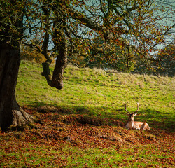 The deer is resting after the fight