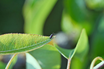 Pflanze Makro Rapsglanzkäfer