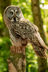 Grey owl on tree stump