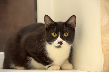 black and white shorthair cat