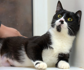 black and white shorthair cat