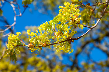 In may, fresh leaves and flowers bloom on the maple.