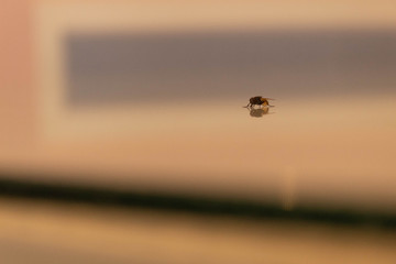 fly on glass table