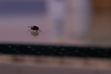 fly on glass table