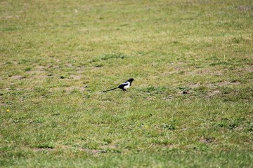 a magpie in the grass