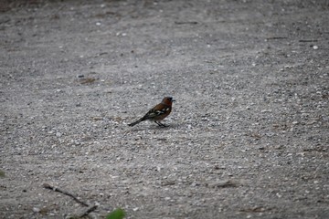 Chaffinch in front of gray background