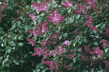 purple lilac flowers with natural green leaves