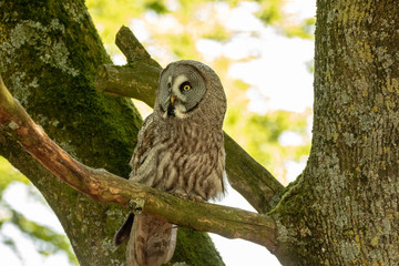 great grey owl on a branch