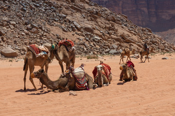 Fototapeta premium Resting camels in the Red Desert in Wadi Rum, Jordan, Middle East.