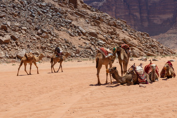 Resting camels in the Red Desert in Wadi Rum, Jordan, Middle East.