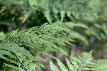 Perfect natural leaves of ferns  pattern. Green foliage background close up