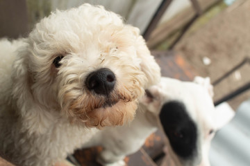 cute white poodle