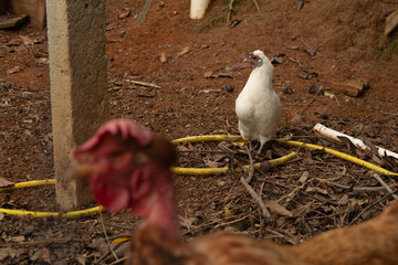 white chicken