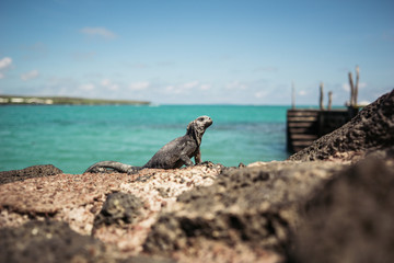 Ecuador Galapagos islands 