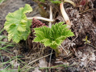 Gunnera manicata - Rhubarbe géante ou Gunnère du Brésil. Couronne de feuilles et fleurs en panicules
