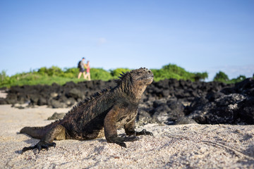 Fototapeta premium Ecuador Galapagos islands 