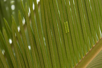 spider eggs under leaf