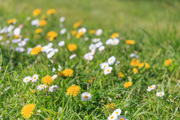 Yellow dandelions and white daisies on a spring or summer meadow on a sunny day, summer background