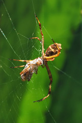 Spider photographed in Guarapari, Espirito Santo. Picture made in 2007.